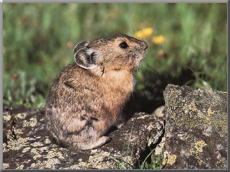 AniMania - Pikas